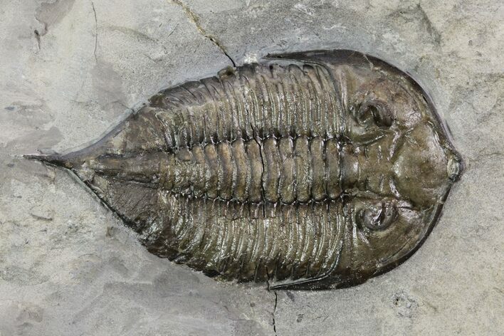 Dalmanites Trilobite Fossil - New York #99030
